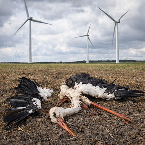 Windkraftanlagen bedrohen den Potsdamer Norden